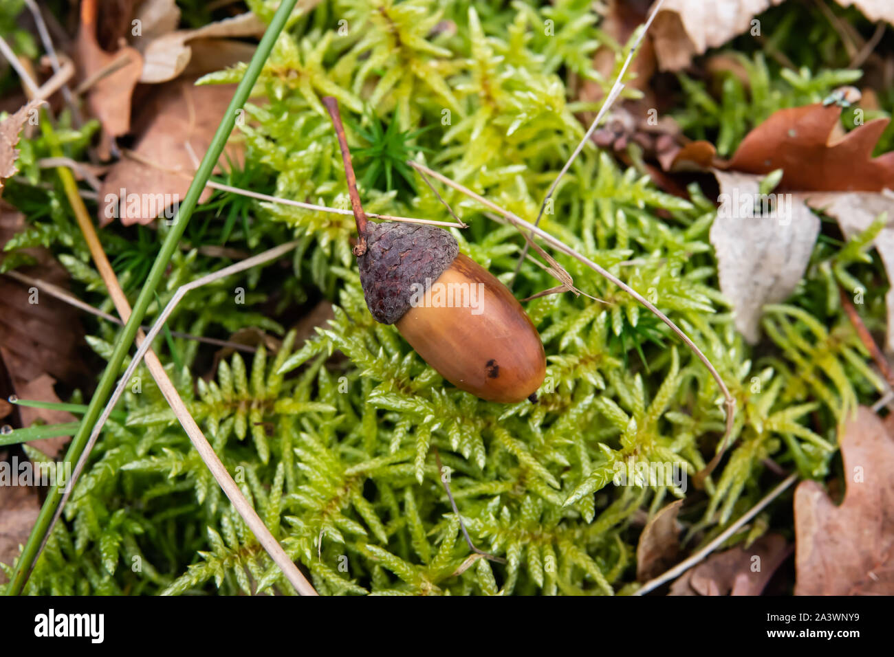 Acorn on Red Stemmed Feathermoss in Winter Stock Photo