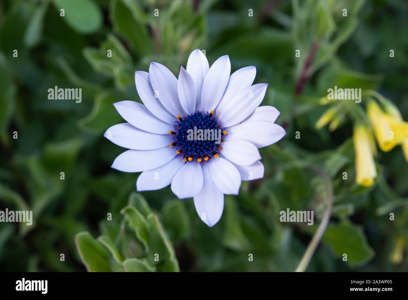 Blue African Daisy Flower in Bloom in Winter Stock Photo