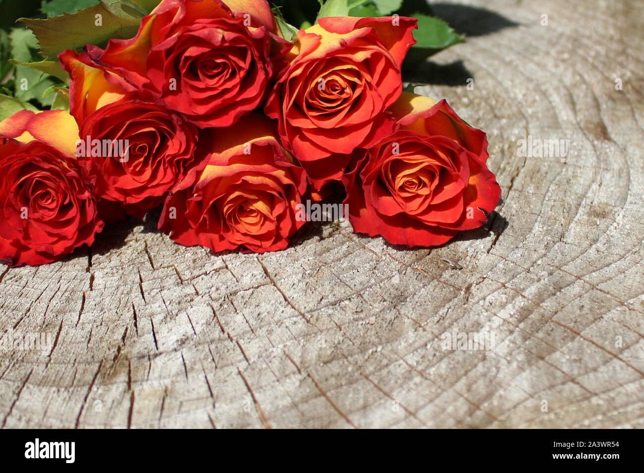 The pictureshows a red roses on wooden ground Stock Photo - Alamy