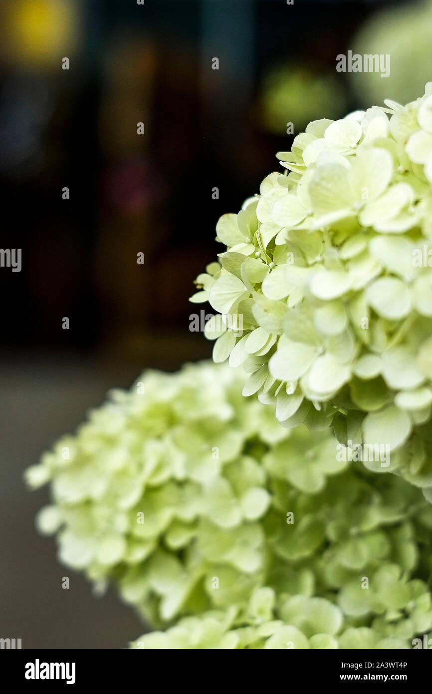 Hydrangea Display Uk Stock Photos Hydrangea Display Uk Stock