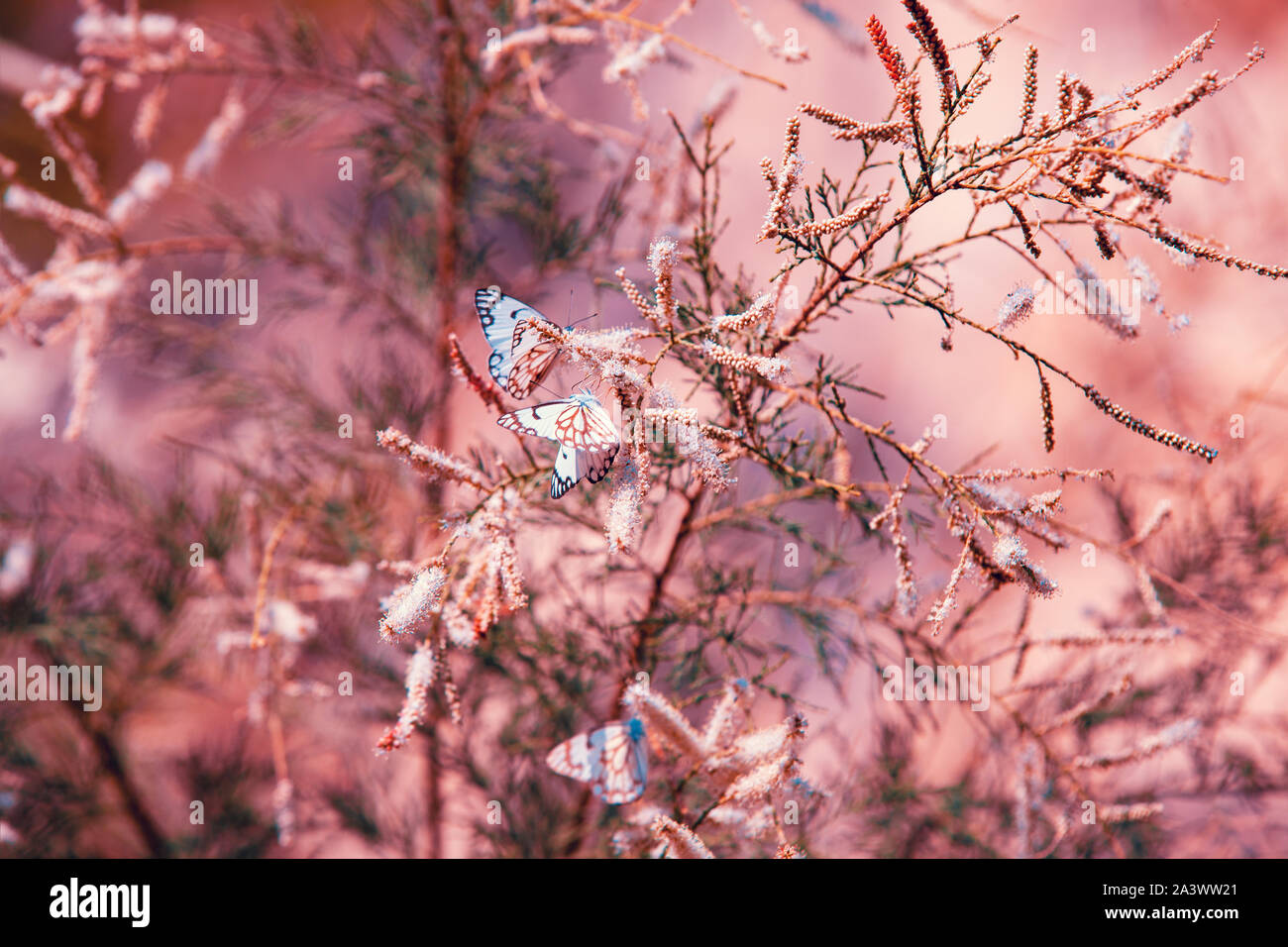 Summer abstract nature background. Branches with butterflies Stock Photo