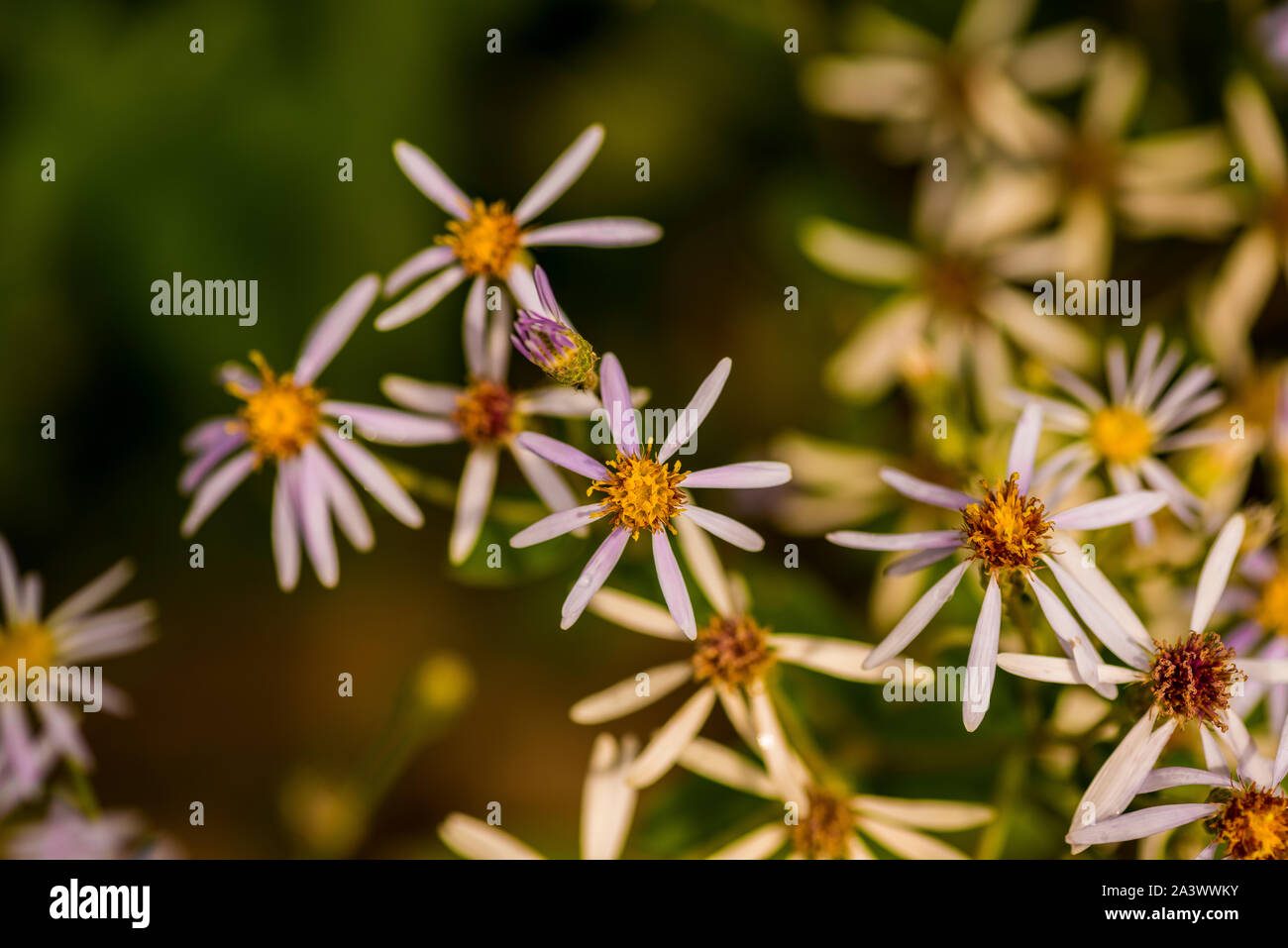 Aster wildflowers hi-res stock photography and images - Alamy