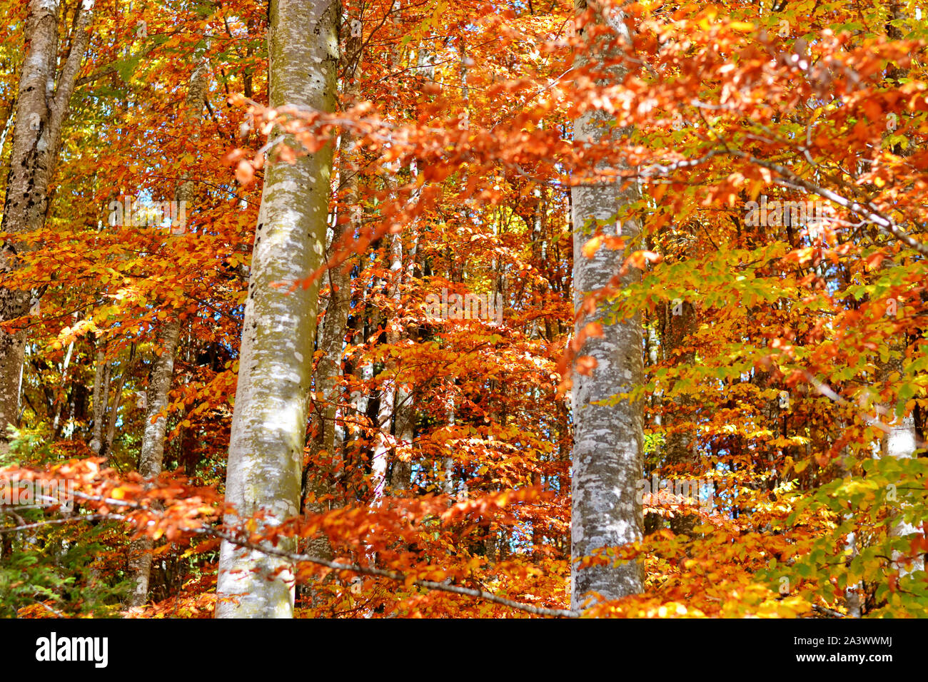 the beautiful autumn in the forest Stock Photo - Alamy