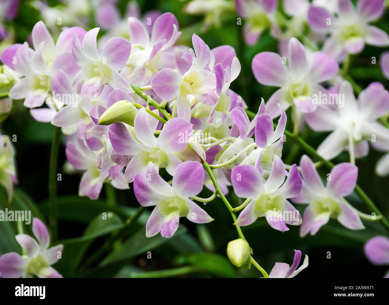Flowers in Singapore National Orchid Garden Stock Photo Alamy
