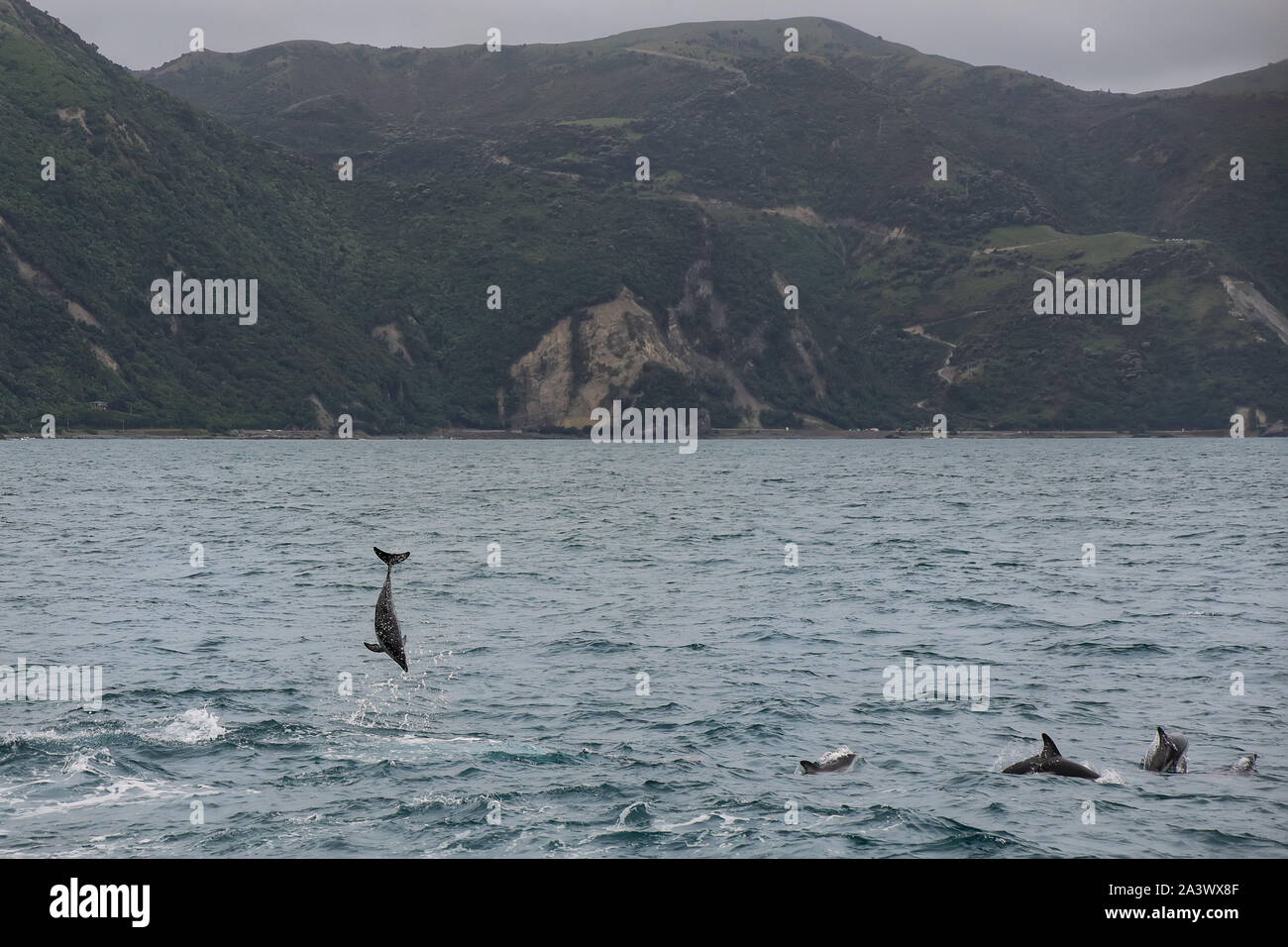 Dusky dolphins swimming off the coast of Kaikoura, New Zealand. Kaikoura is a popular tourist destination for watching and swimming with dolphins. Stock Photo