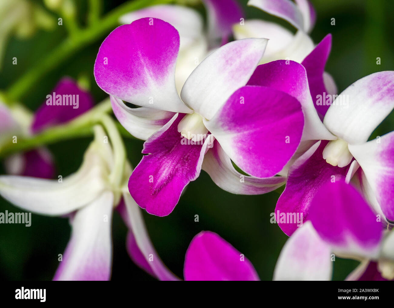 Flowers in Singapore National Orchid Garden Stock Photo Alamy