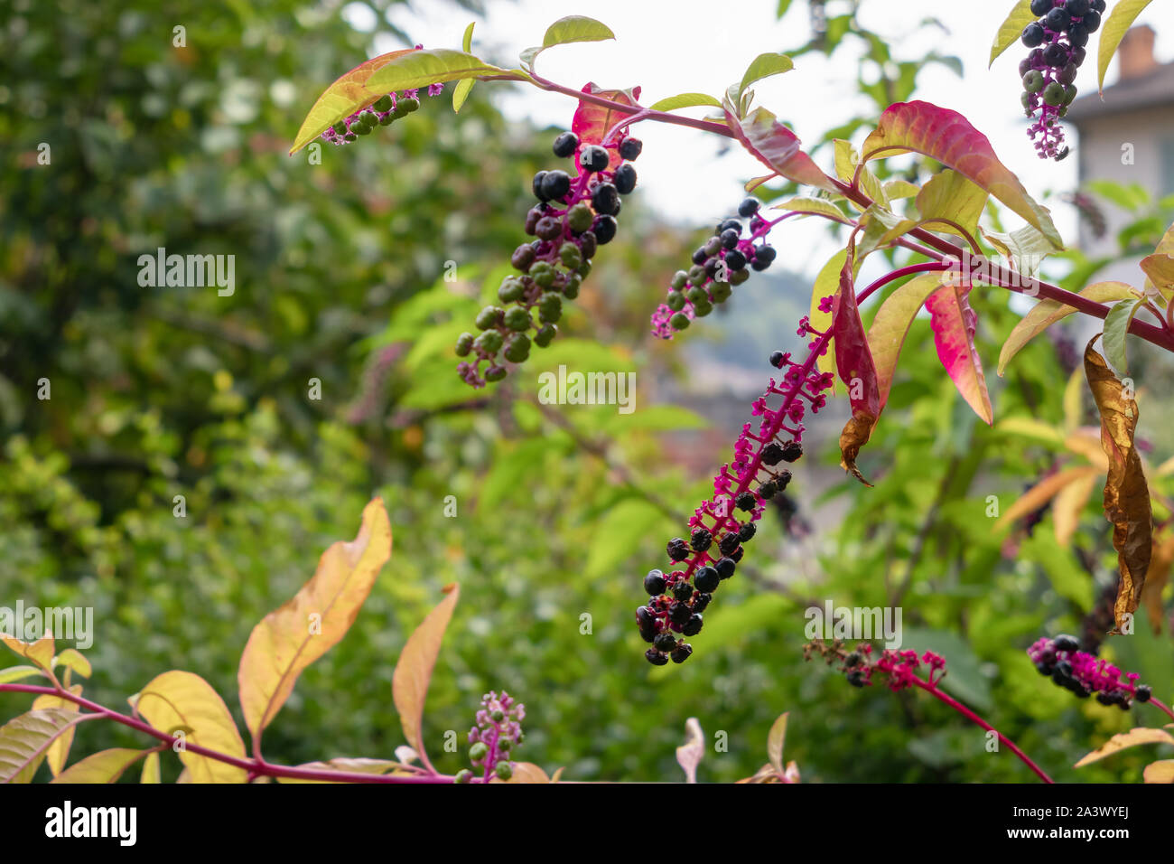 Pokeweed (Phytolacca americana ) berries ripening in San Pellegrino Italy Stock Photo