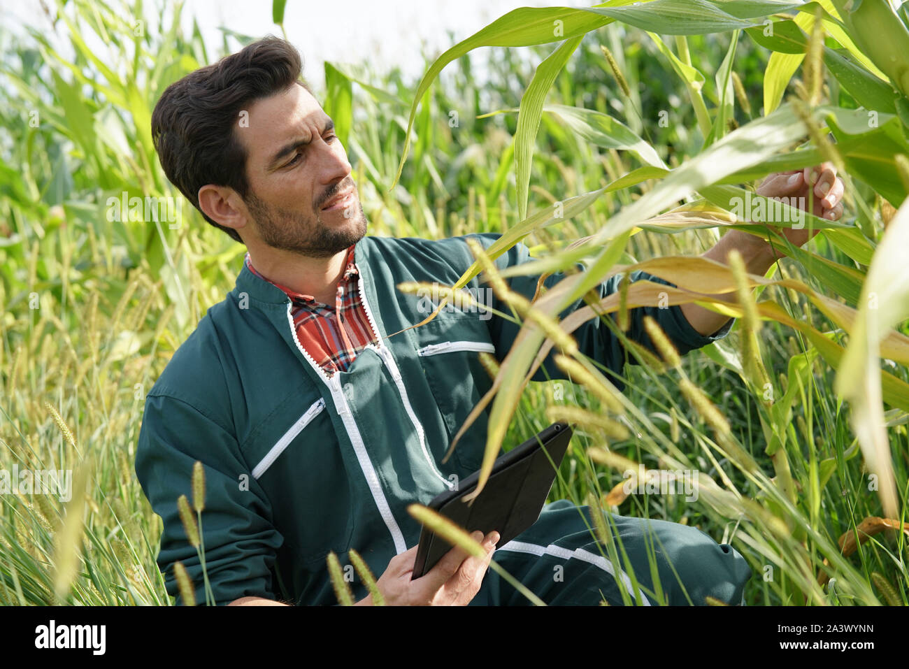 Farmer checking on corn crops Stock Photo - Alamy