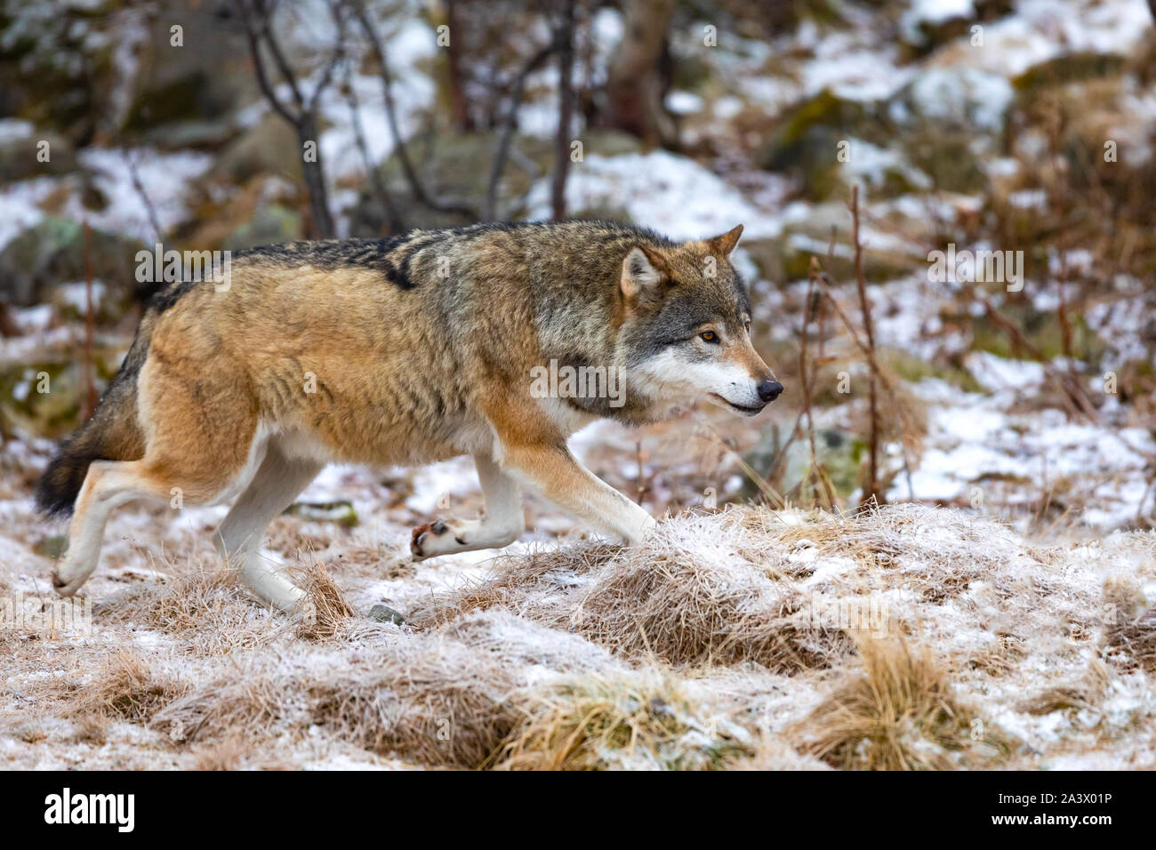 Close-up of magnificent wolf running in the forest in early winter ...