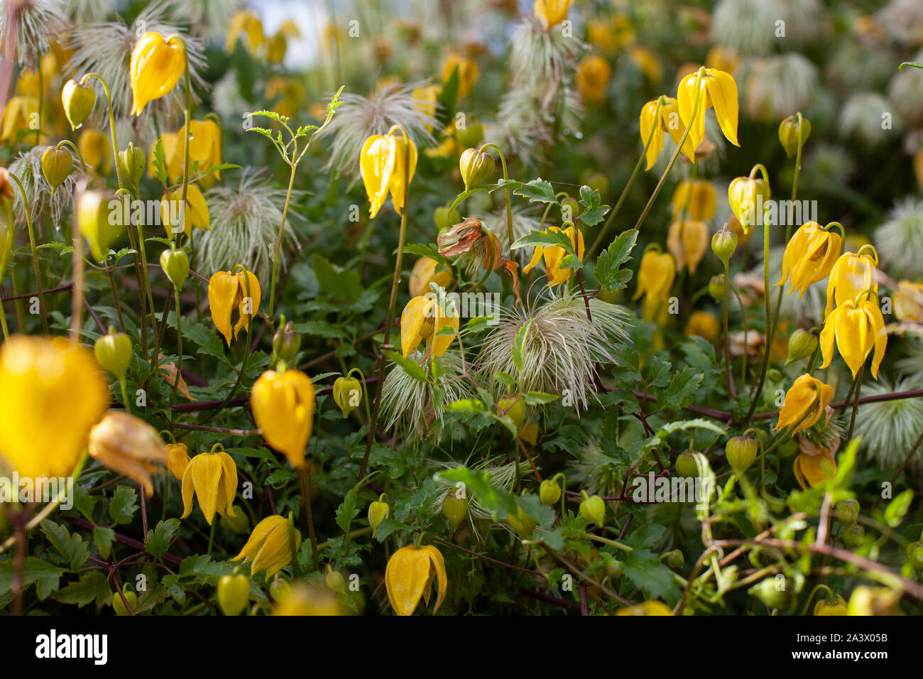 Yellow bell shaped flower named Clematis tangutica or Bill Mackenzie in