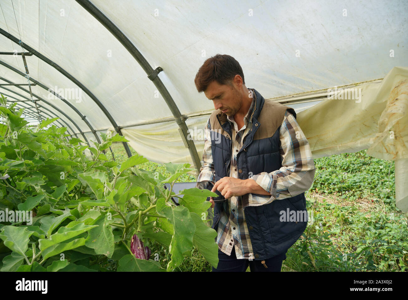 Agricultural engineer in greenhouse checking vegetables plants Stock