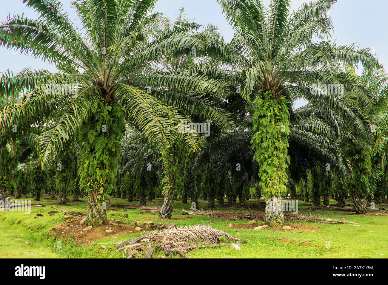 Palm oil plantation in North Sumatra, Indonesia. Palm oil cultivation has been criticized for impacts on the natural environment, including deforestat Stock Photo