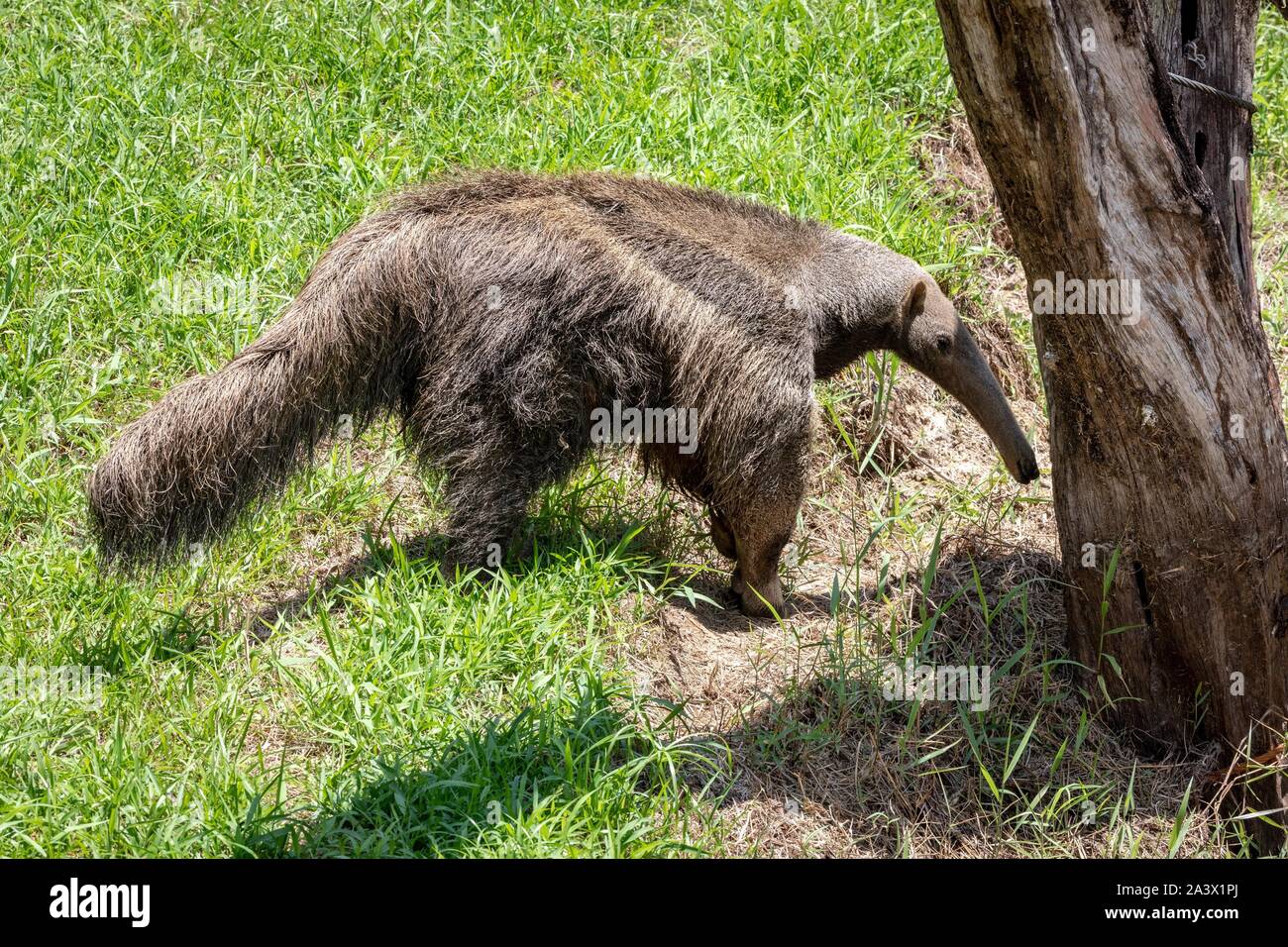 GIANT ANTEATER ALSO KNOWN AS ANT BEAR, ZOO OF GUIANA, MACOURIA, FRENCH ...