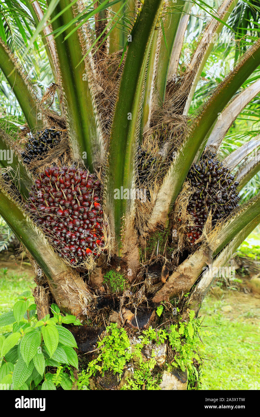 Oil palm tree hires stock photography and images Alamy