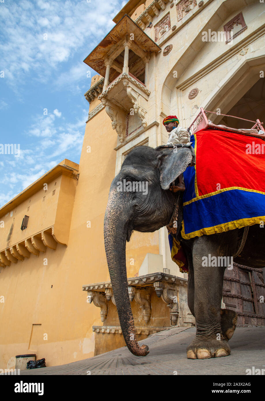 Elephant ride in Amer fort and palace, Rajasthan, Amer, India Stock