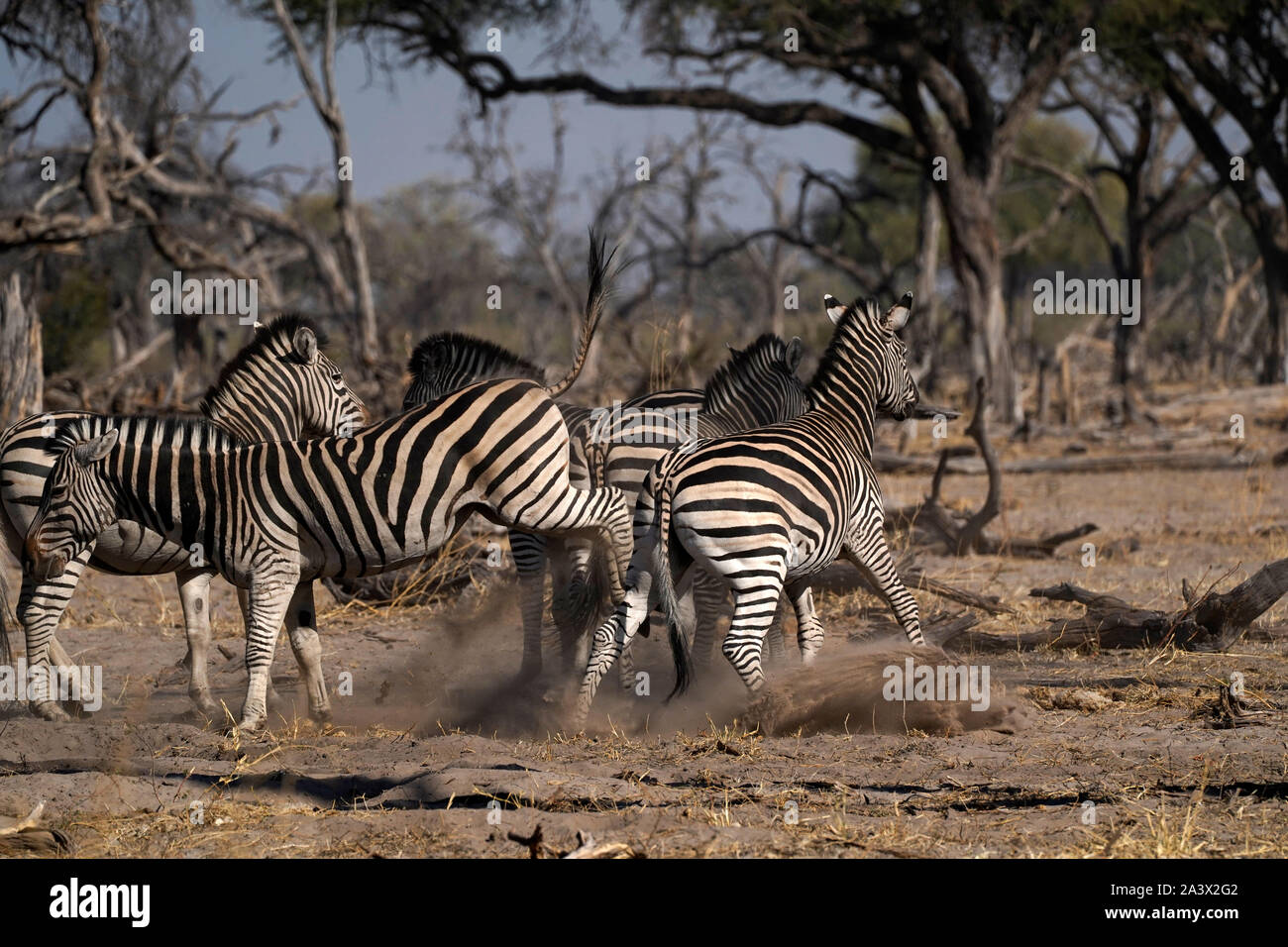 Zebras galloping hi-res stock photography and images - Alamy