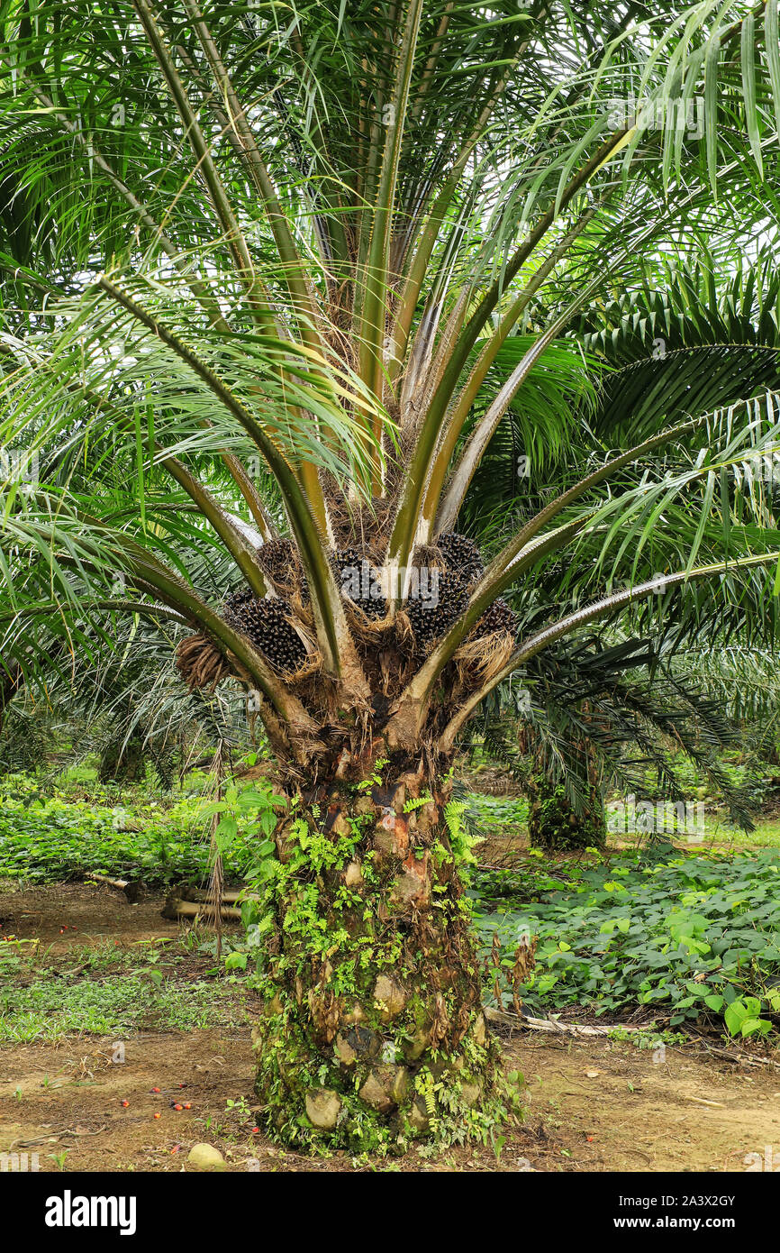Close view of oil palm tree top with fruit. Palm oil cultivation has been criticized for impacts on the natural environment, including deforestation a Stock Photo
