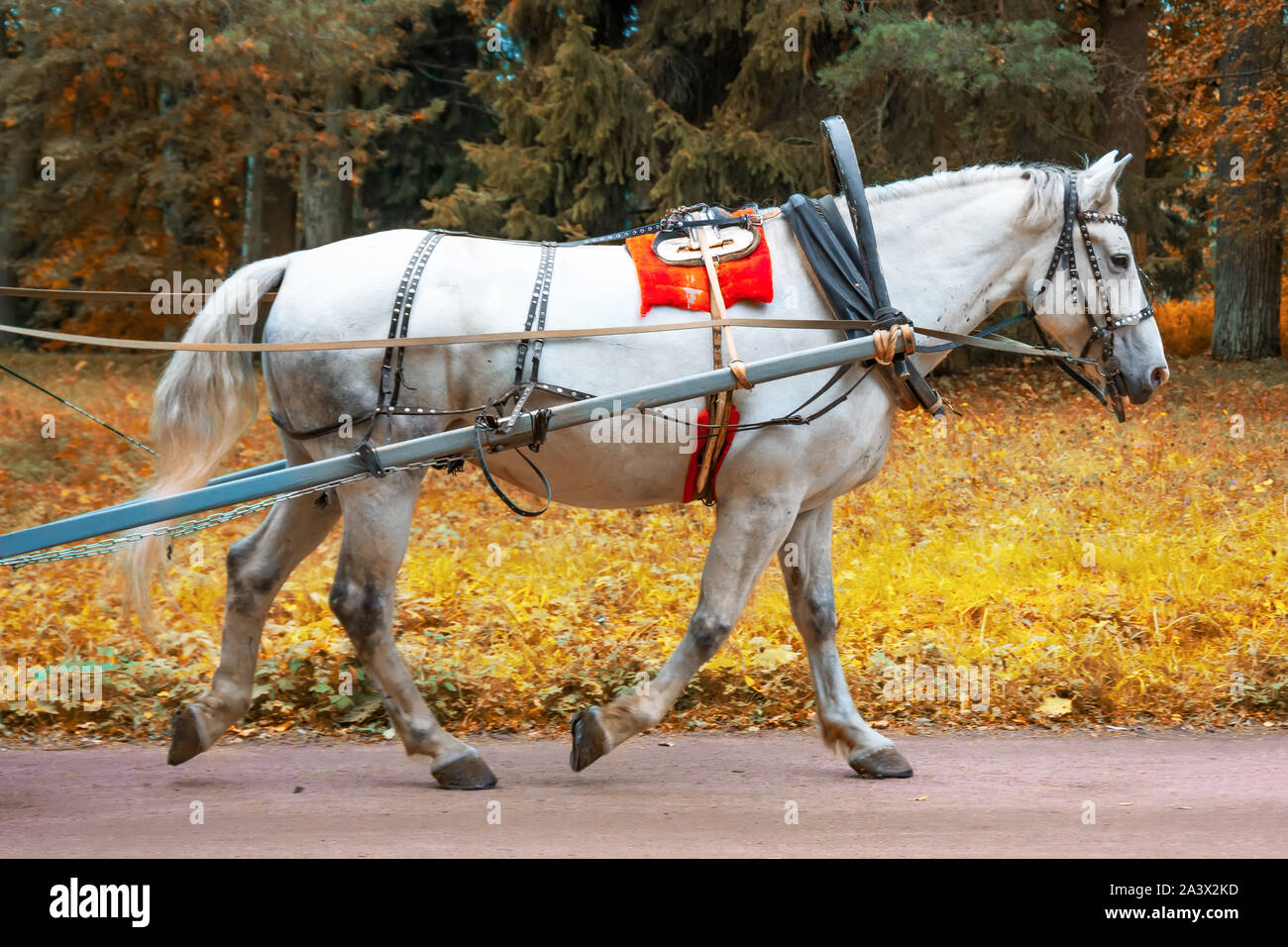 Old horse harness hi-res stock photography and images - Alamy