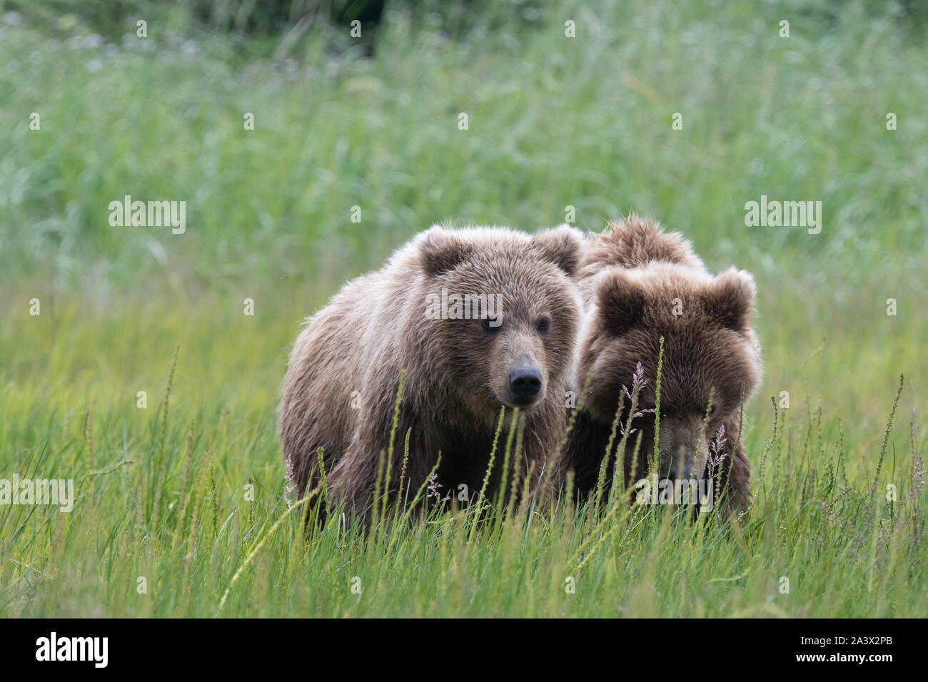 Coastal Brown Bear (Ursus arctos) mother and cubs in a meadow in Lake Clark NP, Alaska Stock Photo