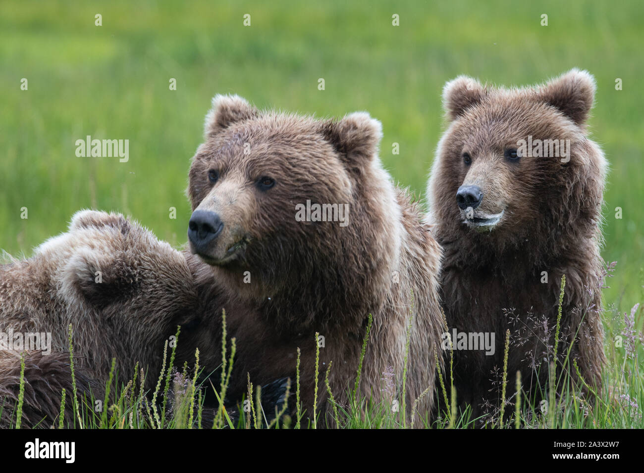 Coastal Brown Bear (Ursus arctos) mother and cubs in a meadow in Lake Clark NP, Alaska Stock Photo