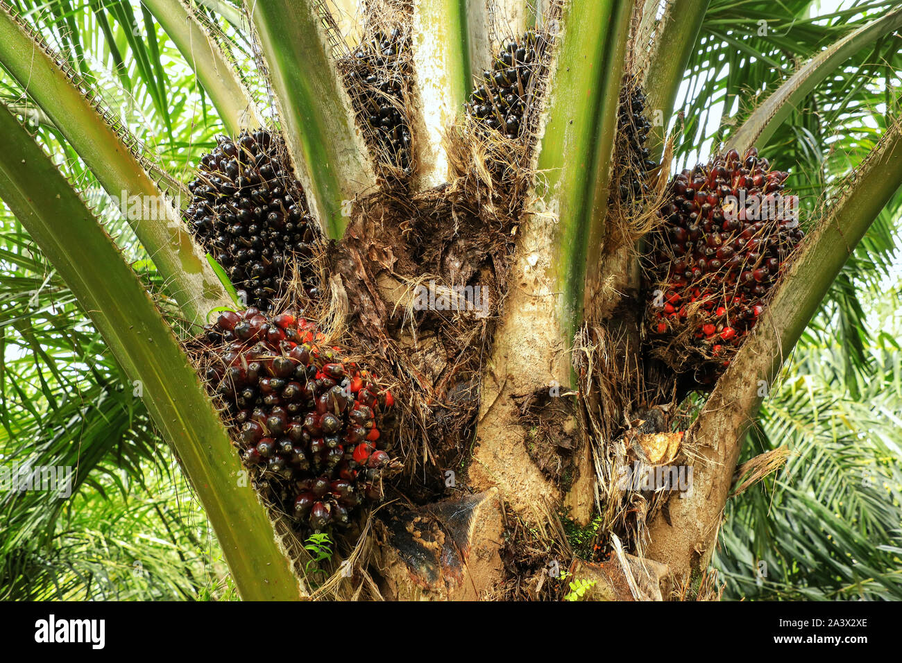 Close view of oil palm tree top with fruit. Palm oil cultivation has been criticized for impacts on the natural environment, including deforestation a Stock Photo