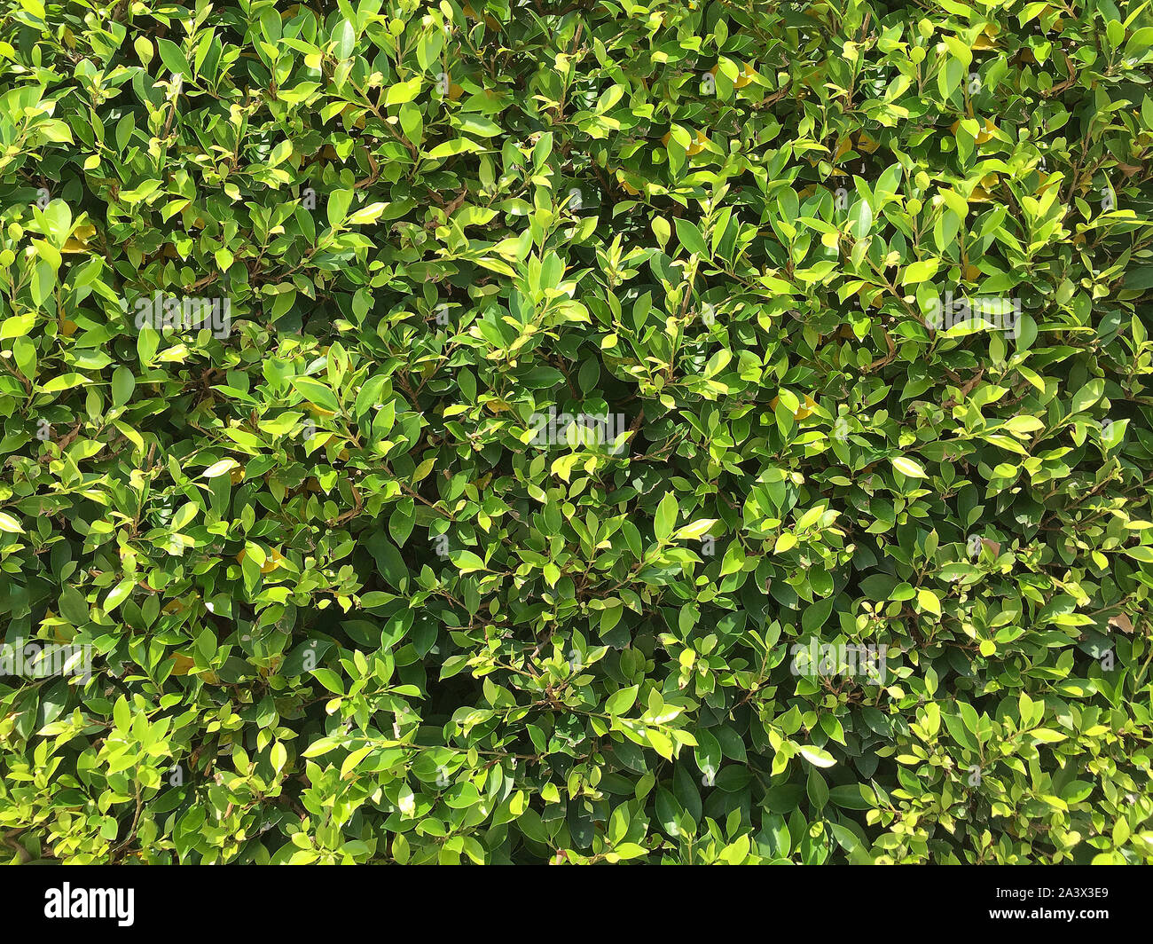 A dense tree fence for background. Stock Photo