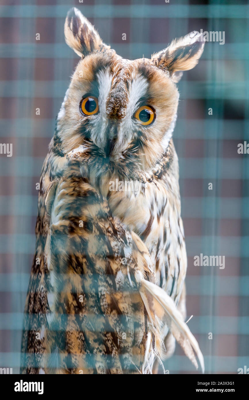 Long-eared Owl stands and poses behind blurred defocused bars, looks at the viewer with curiosity. Vertical portrait with very beautiful eyes Stock Photo