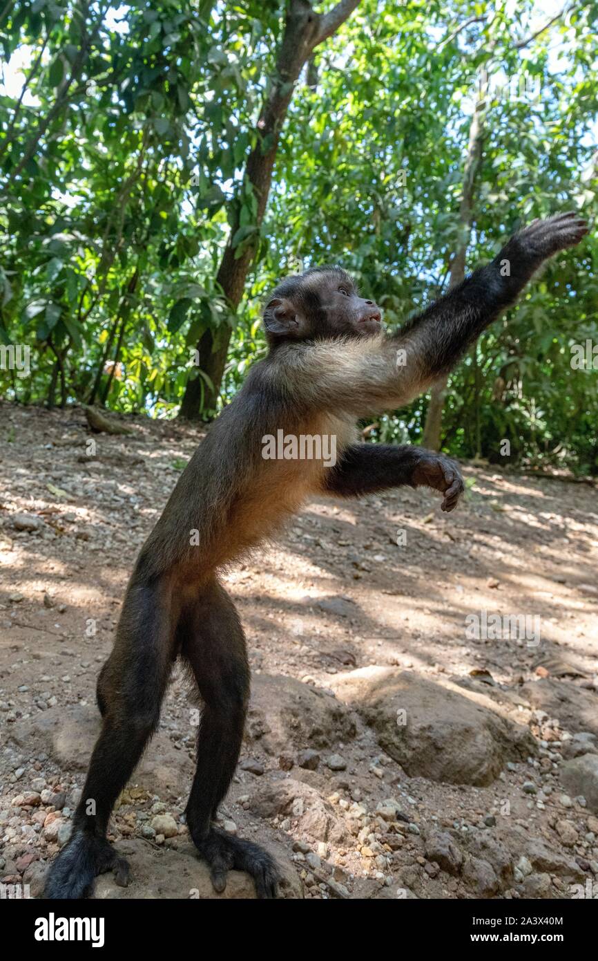 TUFTED CAPUCHIN, MONKEY WITH A BLACK QUIFF, SALVATION'S ISLANDS, KOUROU, FRENCH GUIANA, OVERSEAS DEPARTMENT, SOUTH AMERICA, FRANCE Stock Photo