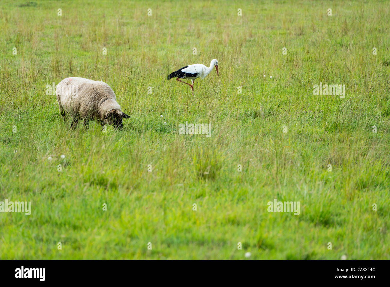 white storks with sheeps, Oberweser, Weser Uplands, Weserbergland, Hesse, Germany Stock Photo