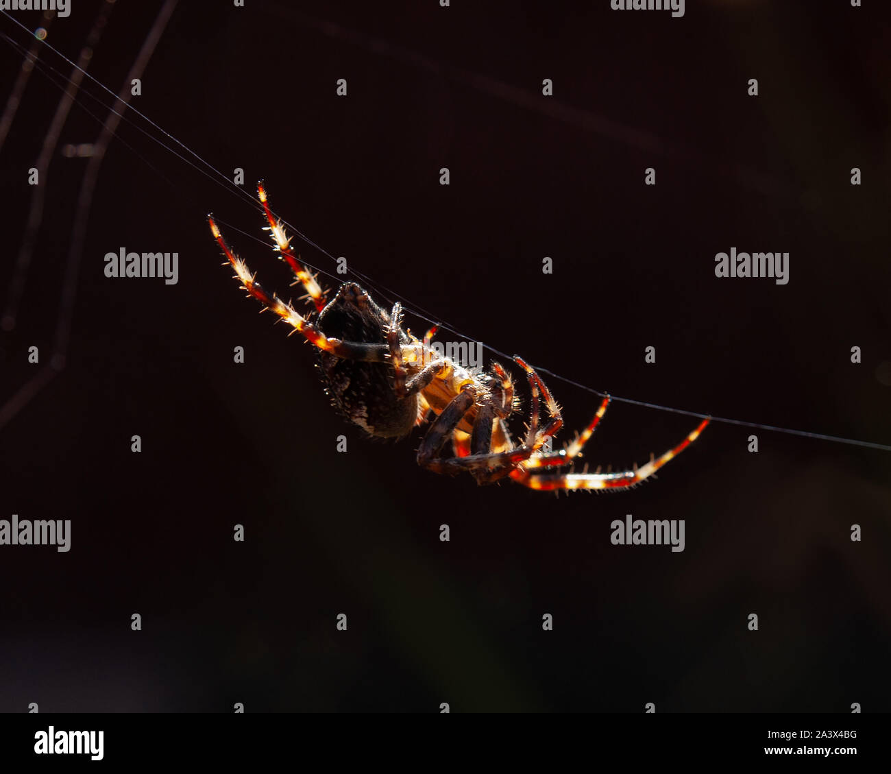 Garden spider hanging by a thread in the sunlight with its web in the background. Silk can be seen coming from its spinnerets. Stock Photo