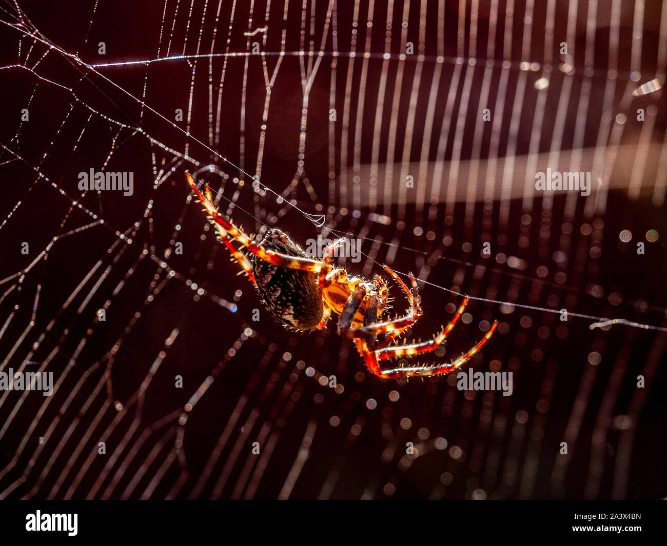 Garden spider hanging by a thread in the sunlight with its web in the background. Silk can be seen coming from its spinnerets. Stock Photo