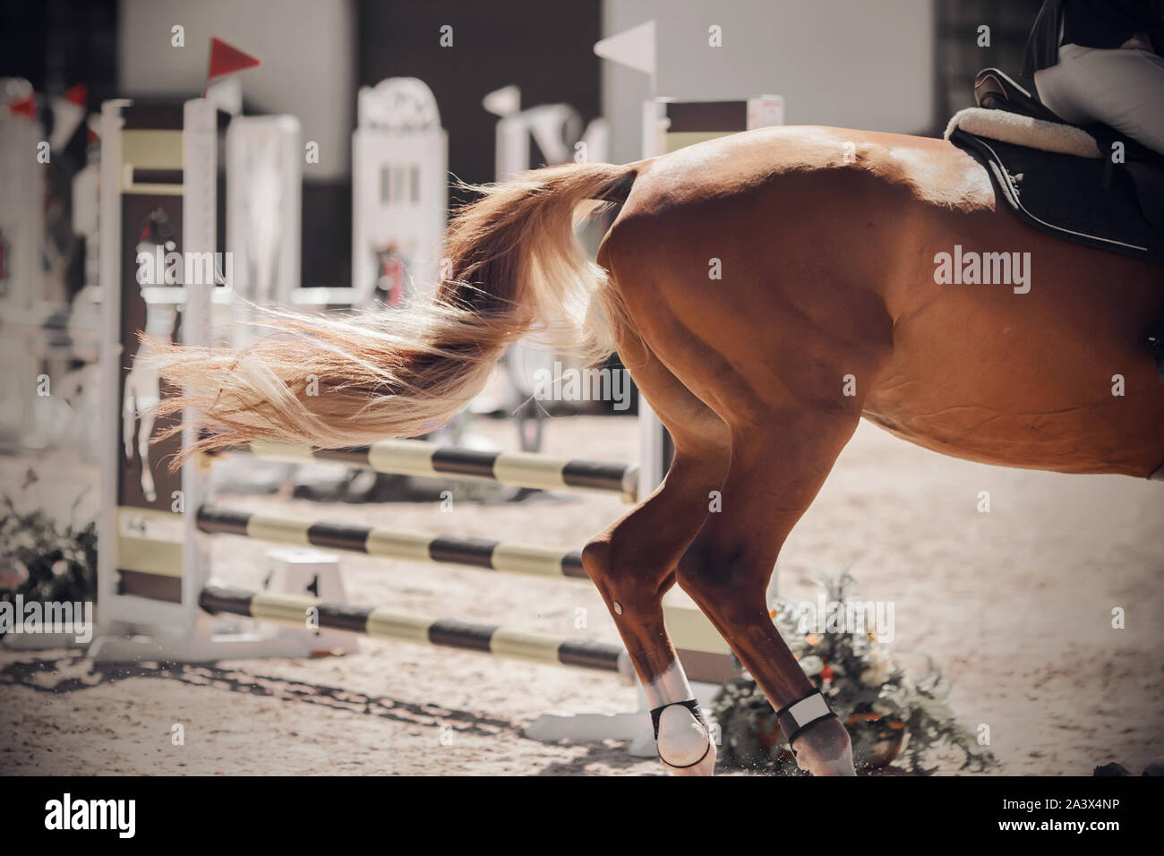 A fluffy tail fluttering in the wind and the croup of a sorrel horse galloping across a sandy, brightly lit field for show jumping competitions Stock Photo