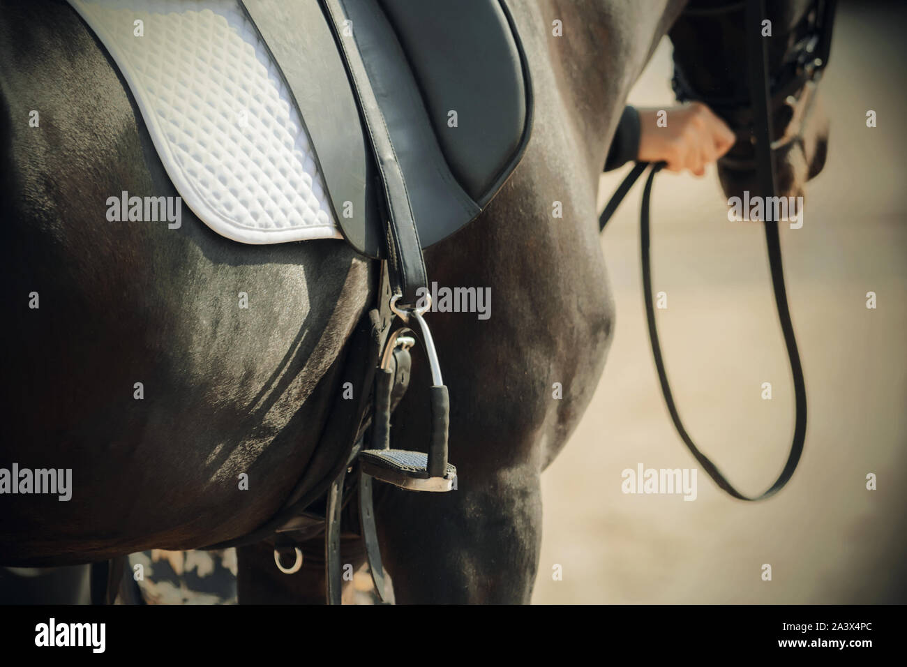 The black horse, which is held by the bridle, wears a metal stirrup, a white saddlecloth and a leather saddle, illuminated by bright sunlight. Stock Photo