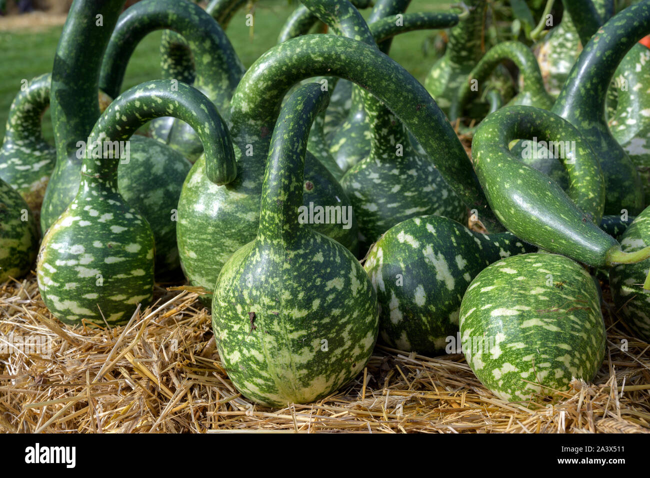 calabash or bottle gourds of the variety cobra (cucurbita lagenaria