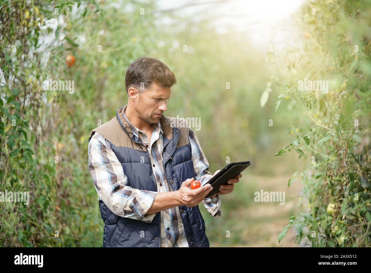 Agricultural engineer checking on tomatoes in green house Stock Photo