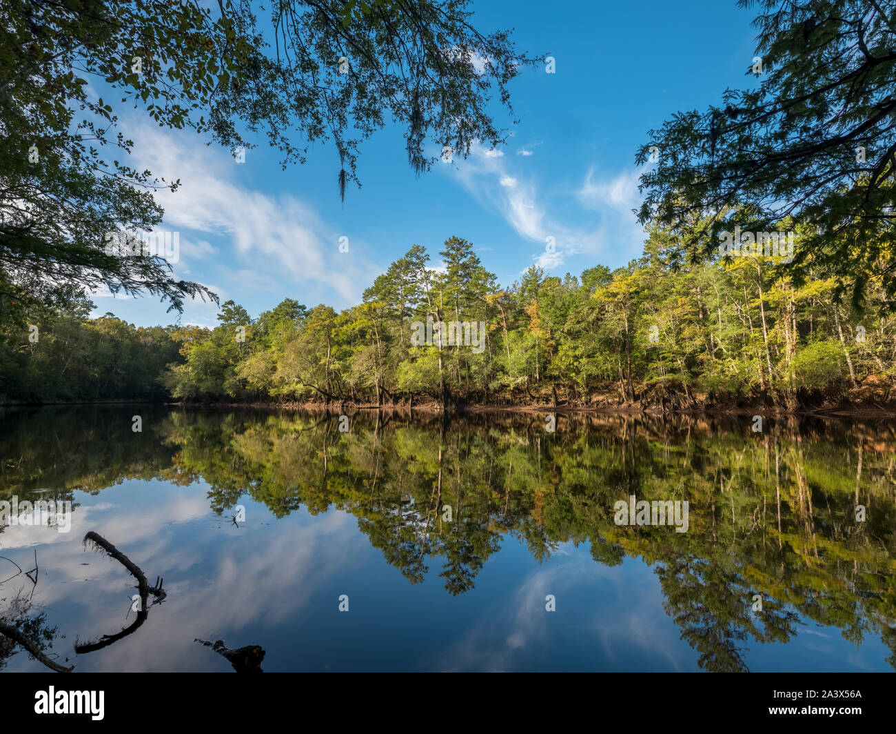 Edisto River and bank at Givhans Ferry State Park, South Carolina. A scenick blackwater tropical river. Stock Photo