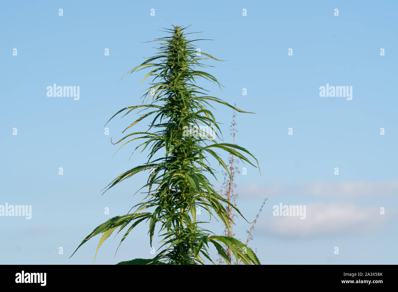 Big marijuana plant at outdoor cannabis farm field. Hemp plants used for  CBD and health Stock Photo - Alamy