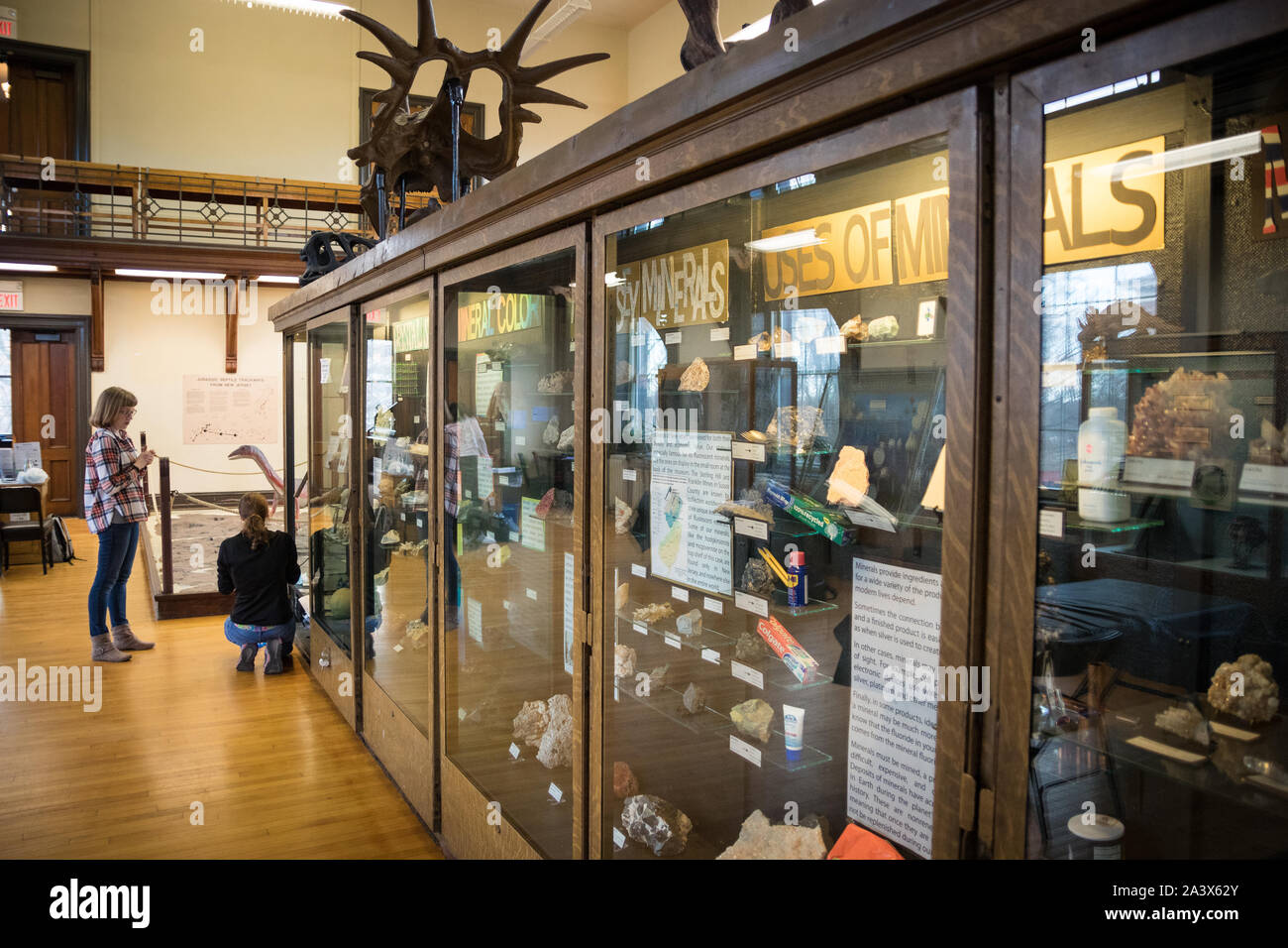 Rutgers Geology Museum curators work on exhibits Stock Photo Alamy