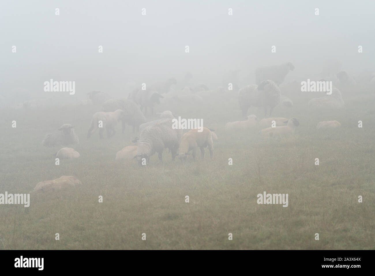 Foggy landscape, sheeps, Oberweser, Weser Uplands, Weserbergland, Hesse, Germany Stock Photo