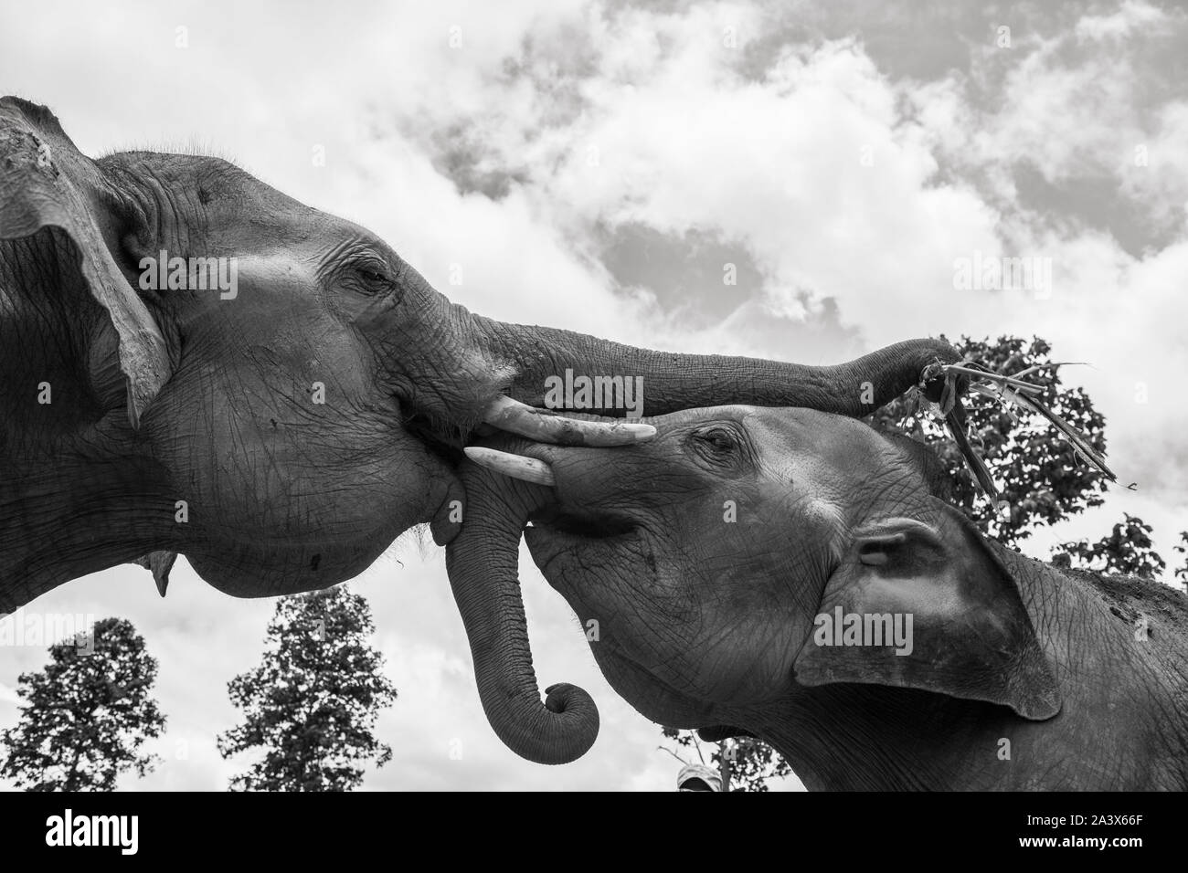 Elephants playing Stock Photo