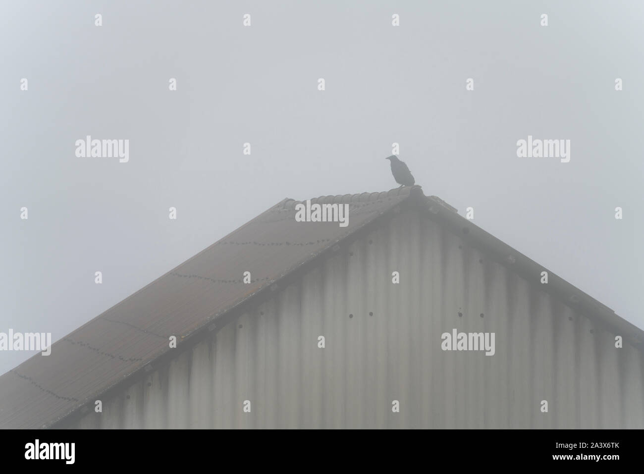 Crow sitting on a roof, Oberweser, Weser Uplands, Weserbergland, Hesse, Germany Stock Photo