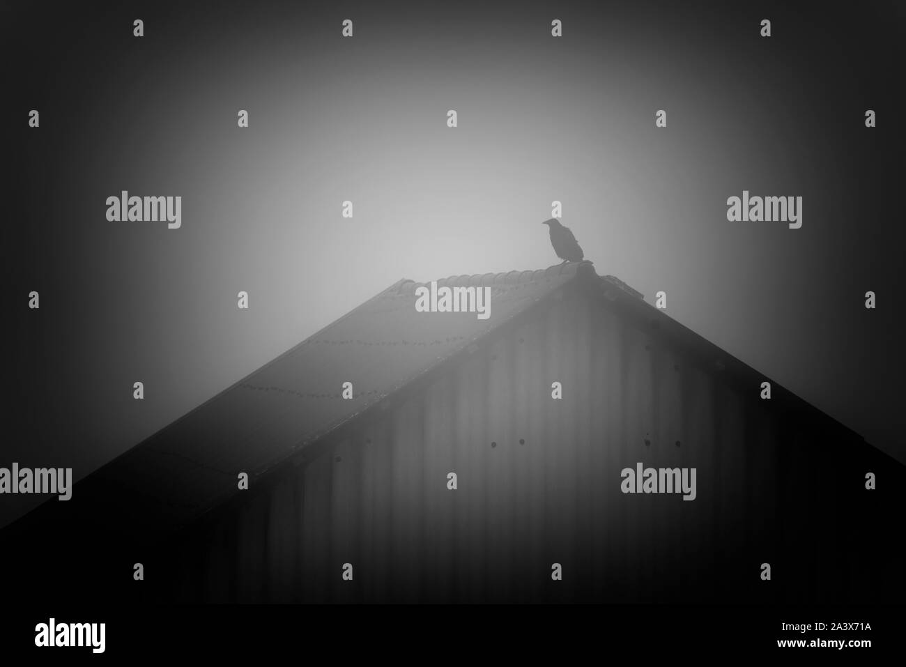 Crow sitting on a roof, Oberweser, Weser Uplands, Weserbergland, Hesse, Germany Stock Photo