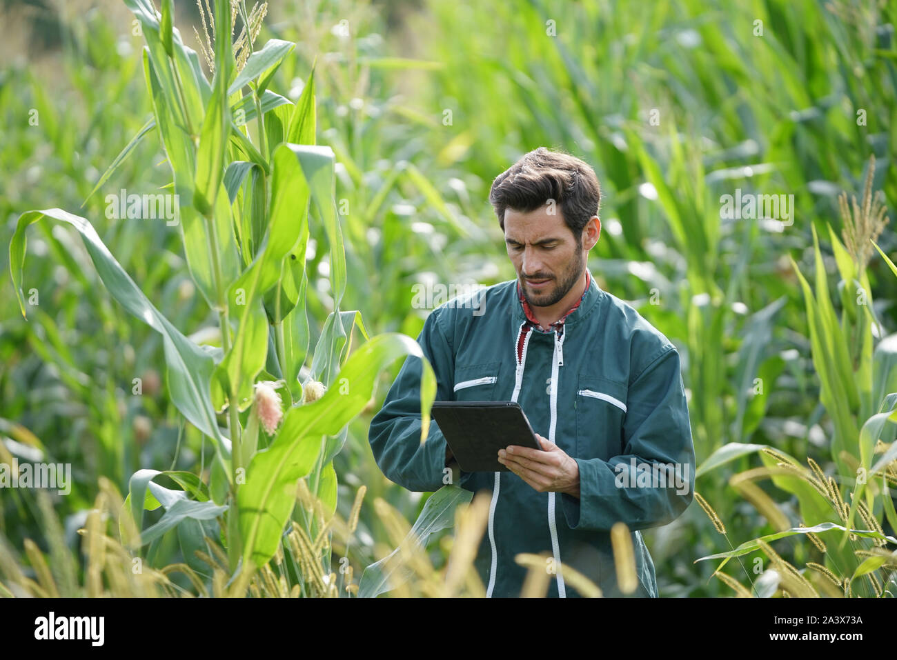 Farmer checking on corn crops Stock Photo - Alamy