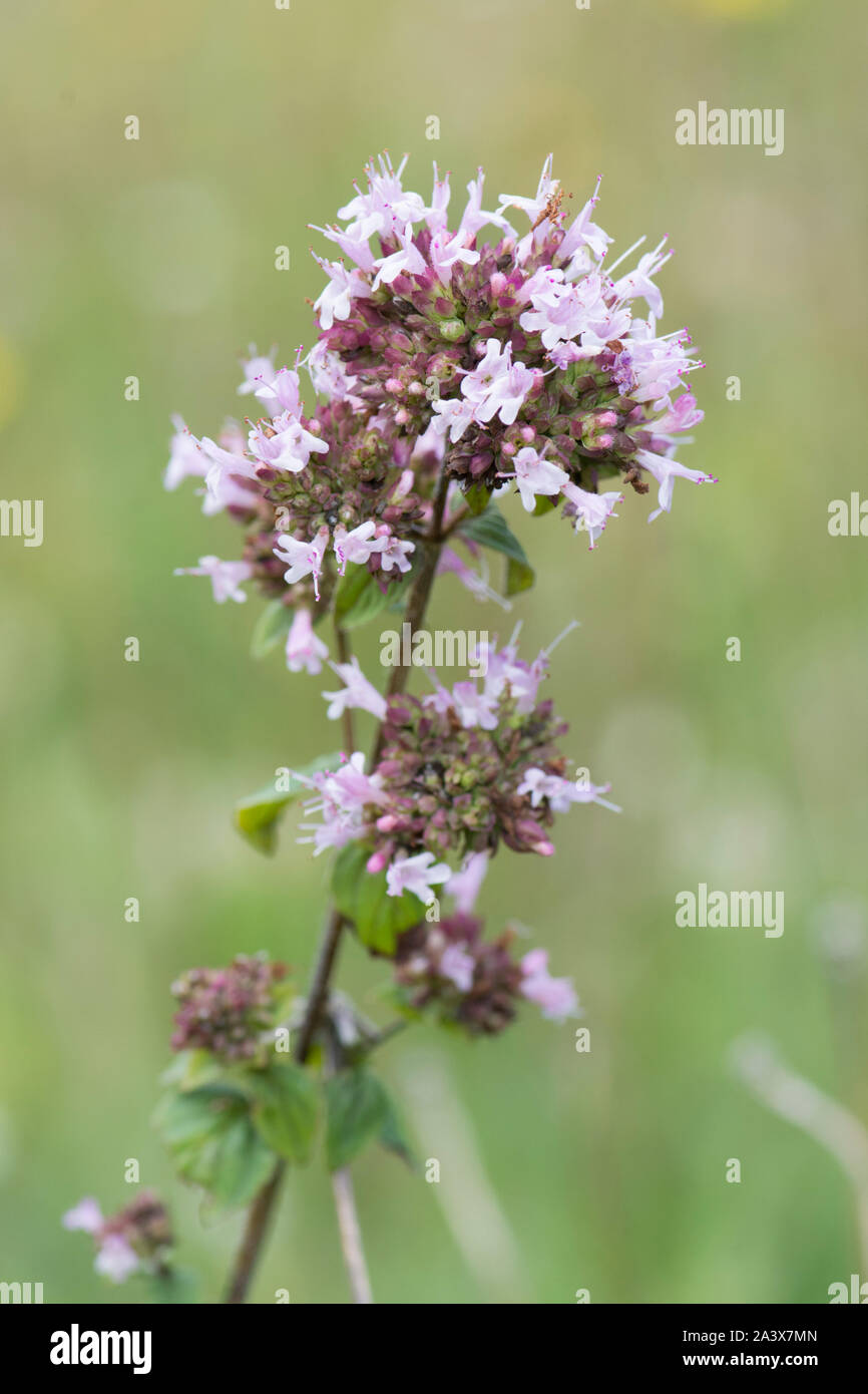 Marjoram, Origanum vulgare, Wild flowers on Levin Down, Sussex, UK