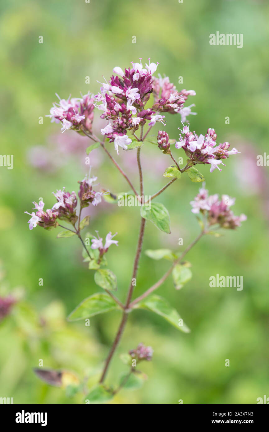 Marjoram, Origanum vulgare, Wild flowers on Levin Down, Sussex, UK