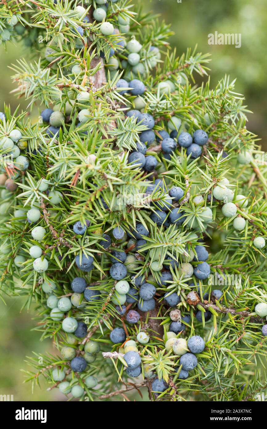 Juniper berries, Juniperus communis, branch full, Levin Down, Sussex, UK, August, Stock Photo