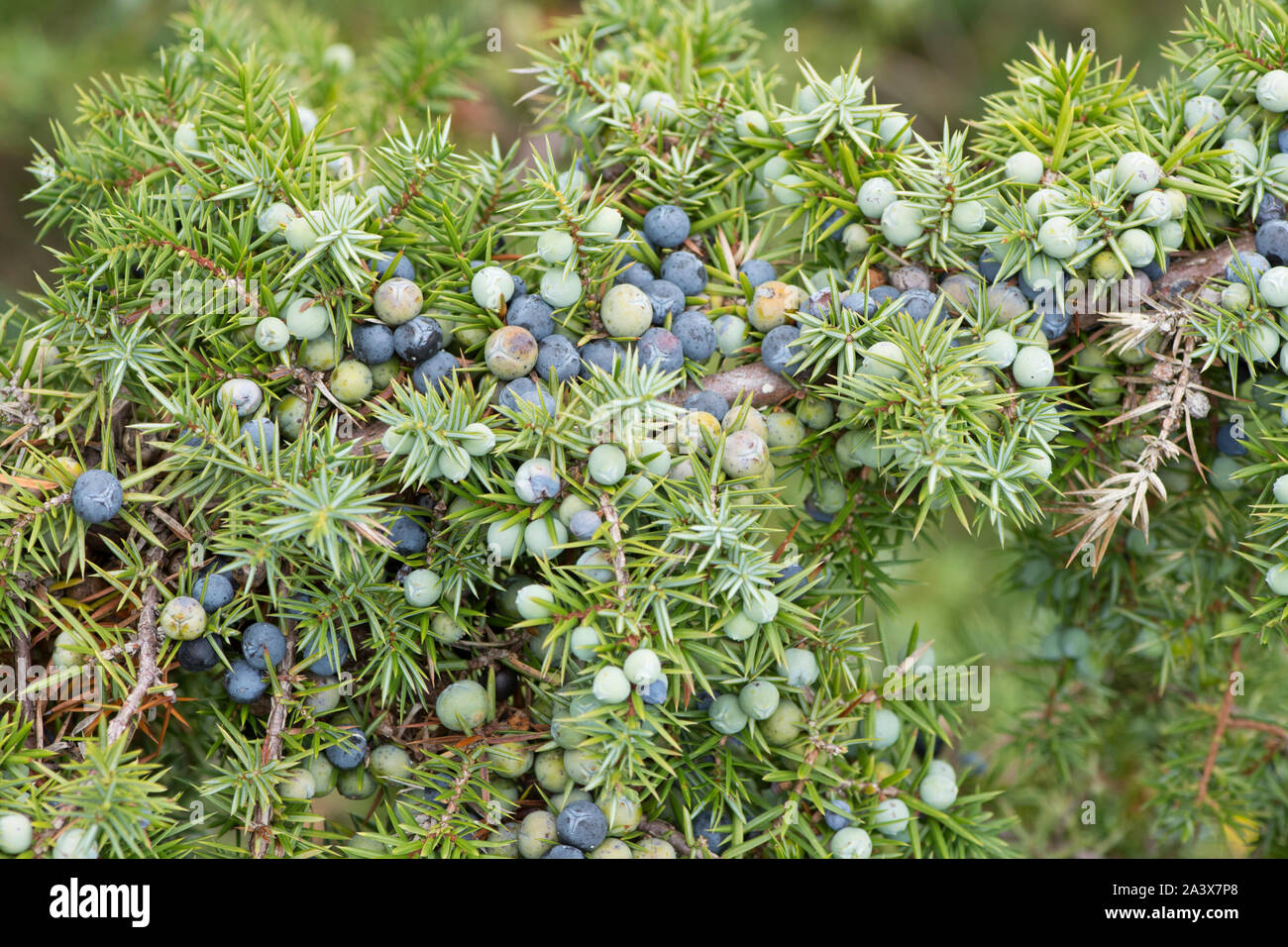 Juniper berries, Juniperus communis, branch full, Levin Down, Sussex, UK, August, Stock Photo