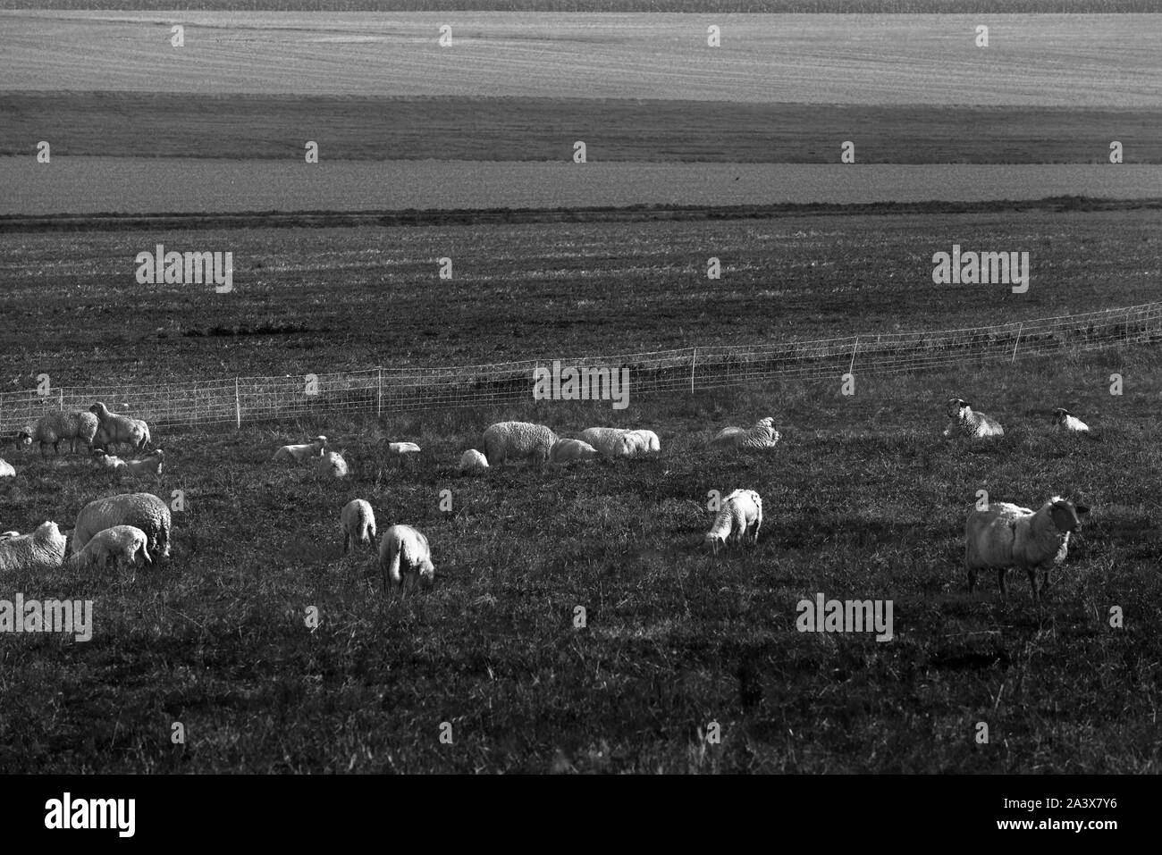 grassland with sheeps, Oberweser, Weser Uplands, Weserbergland, Hesse, Germany Stock Photo