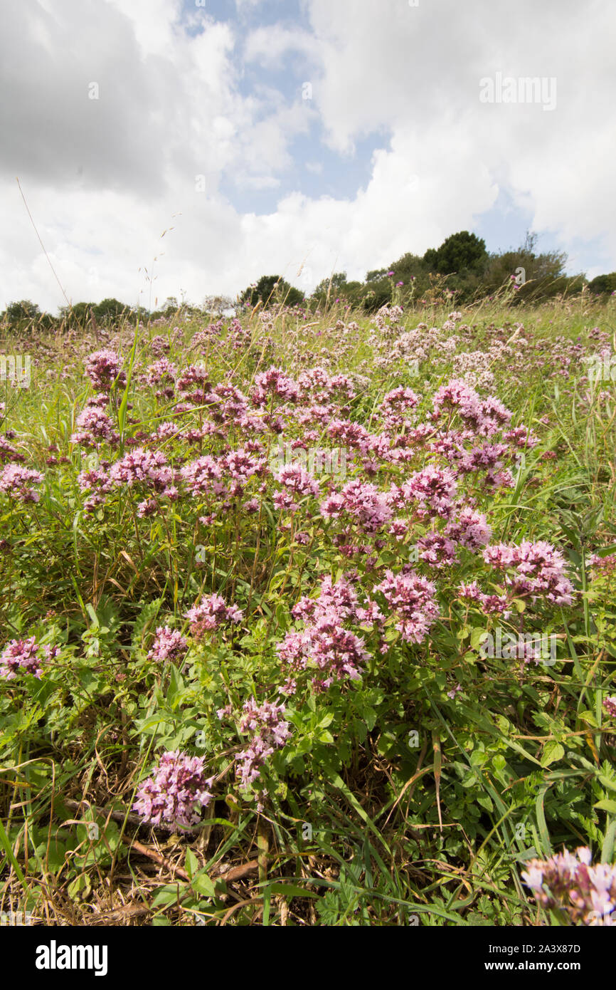 Marjoram, Origanum vulgare, Wild flowers on Levin Down, Sussex, UK
