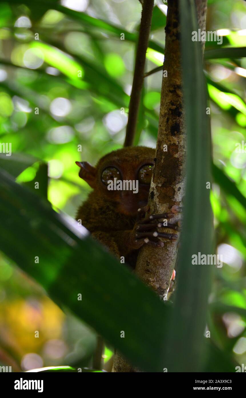 Tarsier on a tree in the Philippines Stock Photo